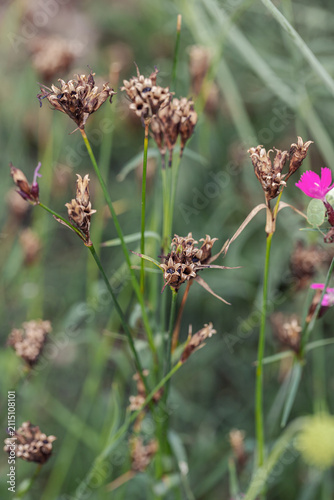 Carthusian pink (Dianthus carthusianorum). Typical ripe seedheads.