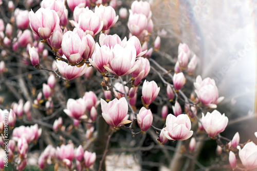 Artistic pink magnolia blossoms with dreamy blur effect in spring garden