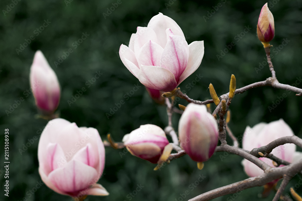 Fototapeta premium Soft pink magnolia blossoms and buds on branch with blurred green background