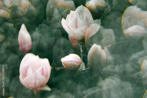 Dreamy magnolia blossoms with soft blur and pastel tones in spring nature