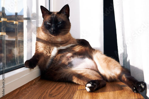 Mekong bobtail cat sitting relaxed by window in sunlight cozy home