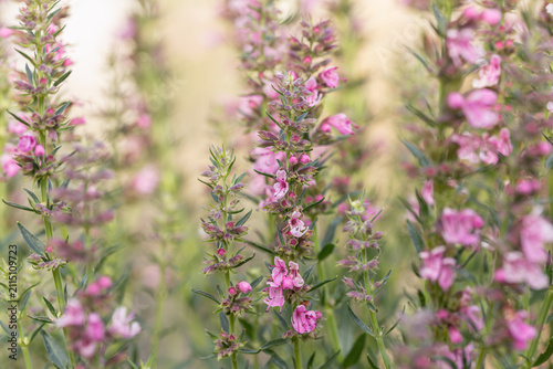 Hyssop shrub with pink blooming stems (Hyssopus officinalis). Popular culinary herb. Space for your text. Warm, and light-floral background.