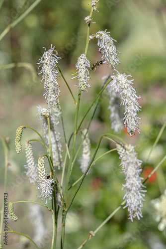 Slender-leaved burnet (Sanguisorba tenuifolia). White, catkin-like inflorescence.