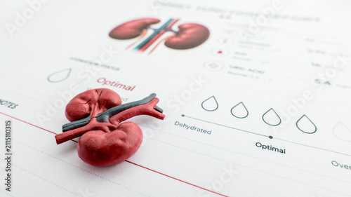 Canvastavla Anatomical kidney model and health report showing hydration status and optimal f