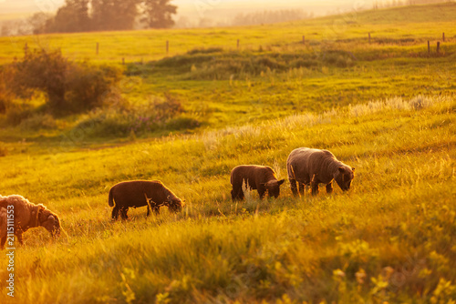 Grazing sheep on pasture at sunset