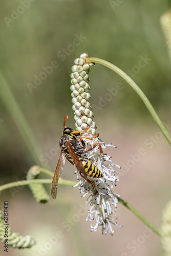 Wasp feeds on a catkin of Siberian burnet (Sanguisorba tenuifolia). Ideal for projects about biodiversity.
