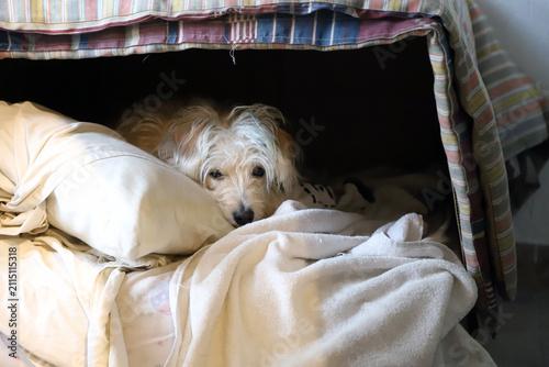 Rescue dog resting in shelter waiting for adoption with blankets and cozy bed