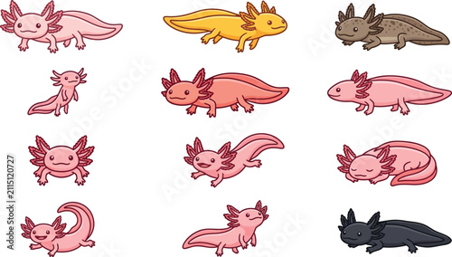 Educational infographic set of different axolotl types and behaviors with descriptive text labels in vector