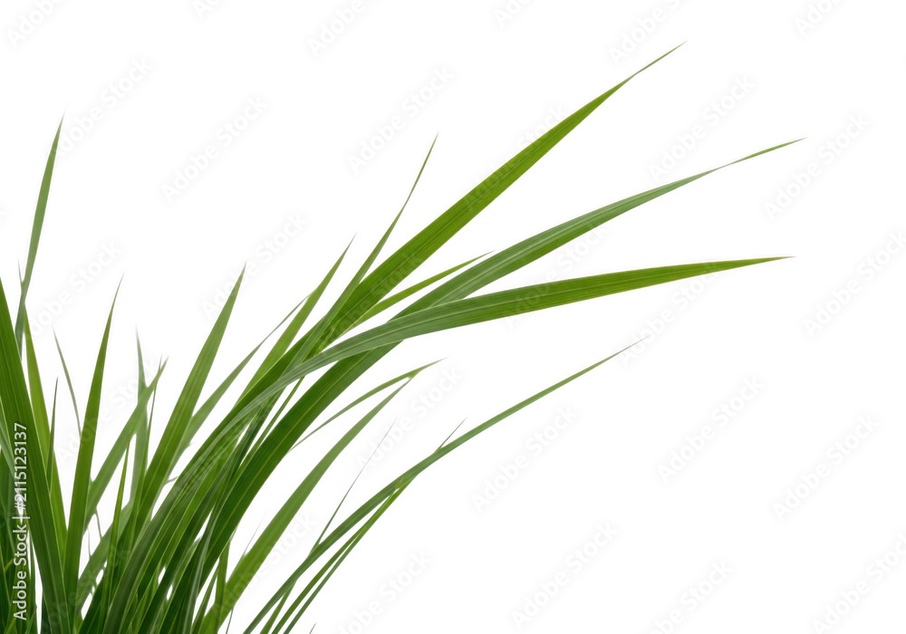 Naklejka premium Green grass blades isolated on transparent background