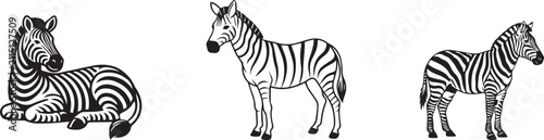 Photography Vintage zebra illustration set, hand drawn wild african animals in black and whi