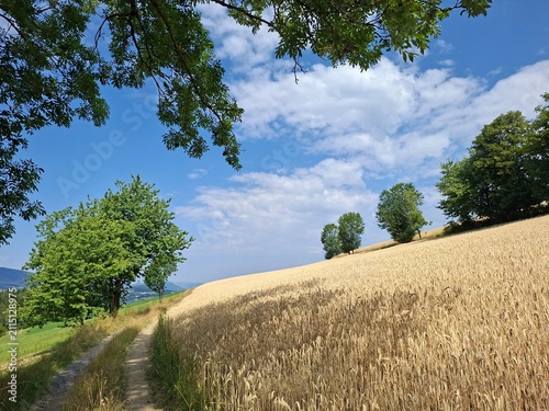Getreidefeld in der Buckligen Welt, Niederösterreich 