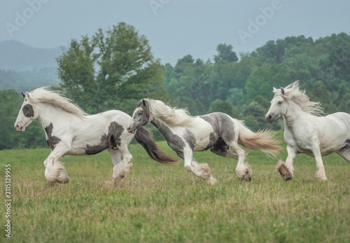 Photography Group of three adult Gypsy Vanner Horse mares gallup across field with misty mou