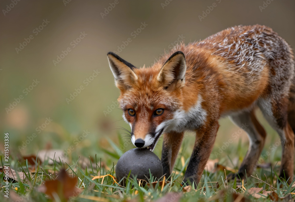 Fototapeta premium Wild red fox with orange fur and white chest sniffing a dark round object on green grass with autumn leaves, the scene includes scattered autumn leaves, the natural environment