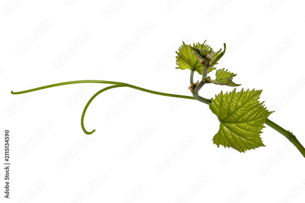 Obraz premium Young grapevine tendril curling with serrated leaves isolated on white