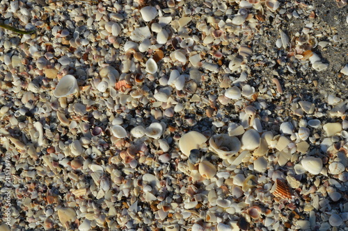 Foto Natural Seashell Texture on Florida Gulf Coast Beach Sand