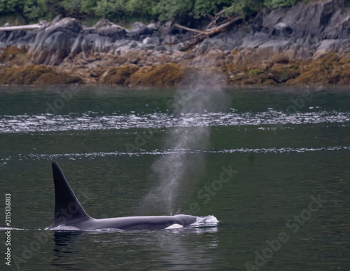 Fotografie Orca, Frederick Sound