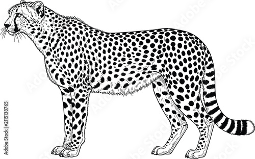 Photography Cheetah illustration silhouette, wild animal sketch, Africa wildlife, fast predator, spotted fur pattern, big cat standing, minimal vector drawing, safari nature stock art design