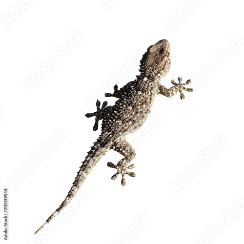 Closeup of the common wall gecko isolated on the transparent background