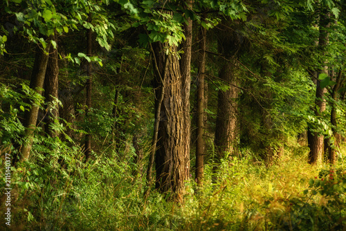 Foto Dense deep forest with side sunlight