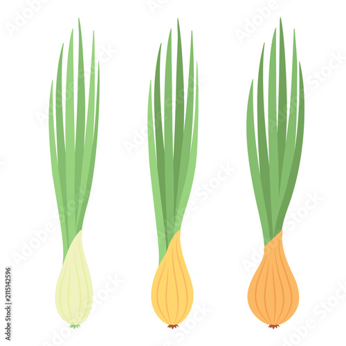 Green spring onion, an object for design. Vector illustration, flat style. An ingredient, a spice for salad.