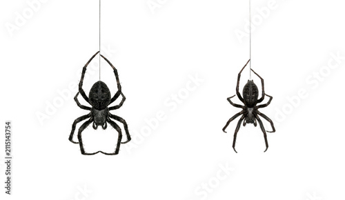 Two realistic black spiders hanging on silk threads isolated on transparent background