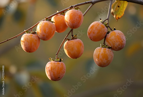 Ripe orange persimmon fruit...