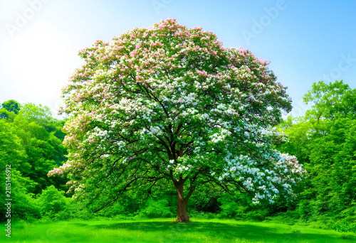 Large flowering tree with w...