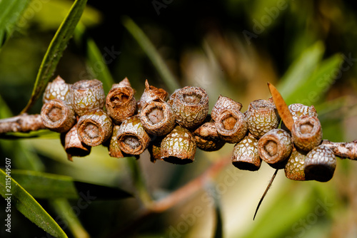 Graines de callistemon
