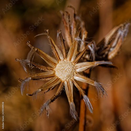 Fleur de séneçon fanée