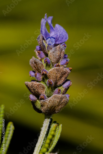 Macro de lavande