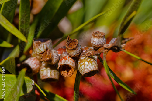 Graines de callistemon