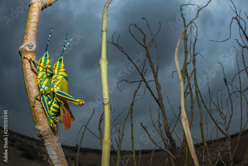 Картината върху платно Habitat image of a mating pair of painted grasshoppers perched on a brach of a b