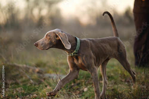 Obraz na plátne An alert Weimaraner dog stands in a grassy field at sunset, wearing a green collar, showcasing elegant poise in a serene natural landscape