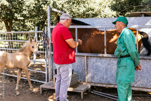 Veterinarian examining stable horse with handler outdoors