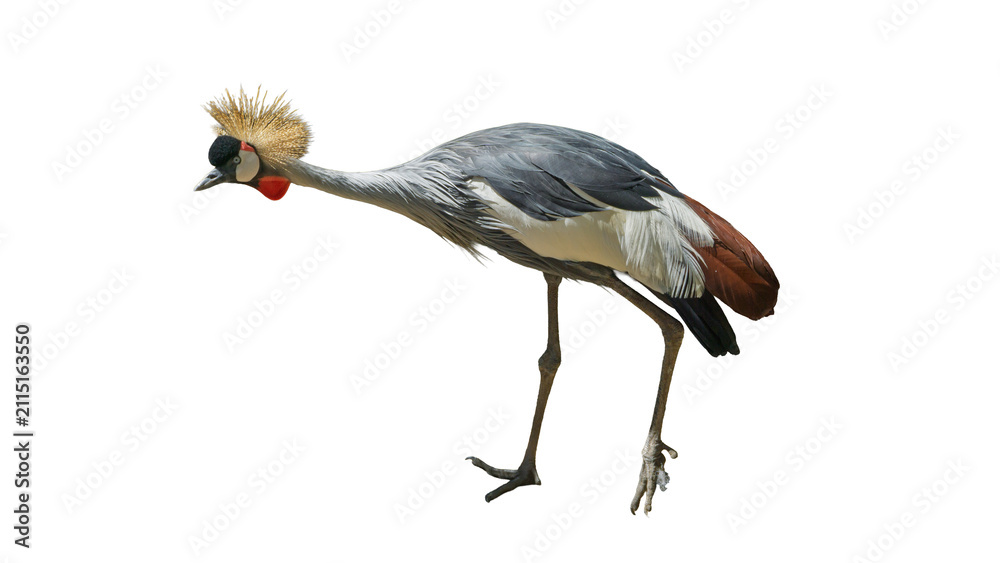 Obraz premium Exotic African grey crowned crane standing isolated on transparent background PNG design element