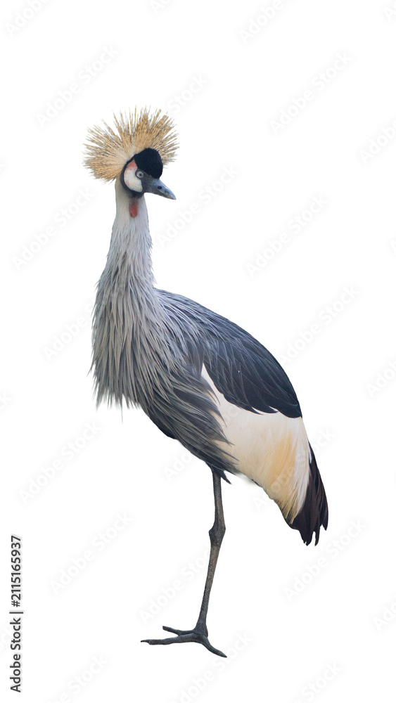 Obraz premium Exotic African grey crowned crane standing isolated on transparent background PNG design element