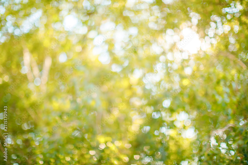 Fototapeta premium Soft Green and Yellow Bokeh Background with Natural Sunlight and Leaves