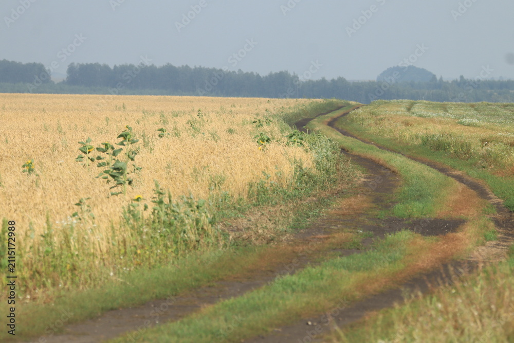 Fototapeta premium field of wheat