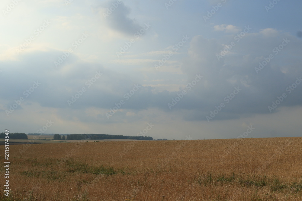 Obraz premium a wheat field on a summer day before a thunderstorm