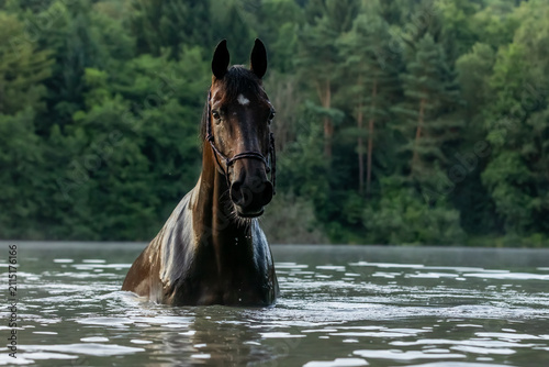 Pferd badet im See