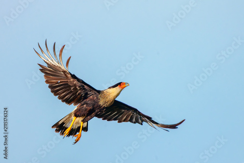 Принти на полотні A crested caracara (Caracara plancus) takes flight in southwest Florida