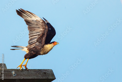 Bild auf Leinwand A crested caracara (Caracara plancus) takes flight in southwest Florida