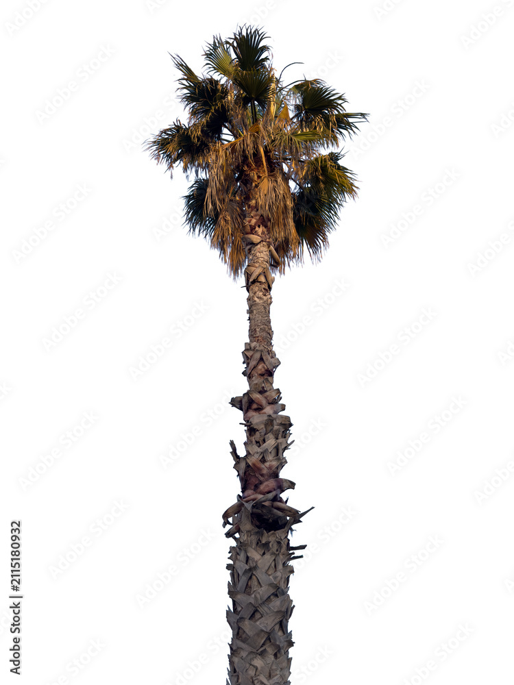 Obraz premium Fan palm isolated on white transparent, desert fan palm or California fan palm, low angle