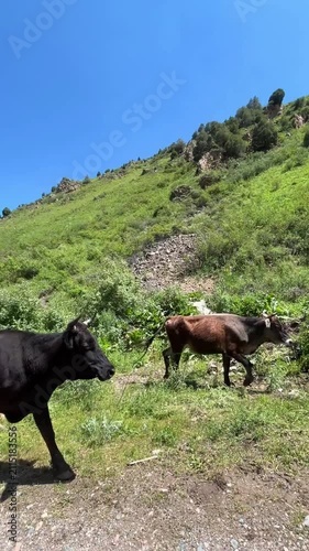 Large herd of cattle walking in a dense stream past the camera in the mountains of Kyrgyzstan. Rural livestock movement surrounded by natural landscapes and traditional pastoral scenery