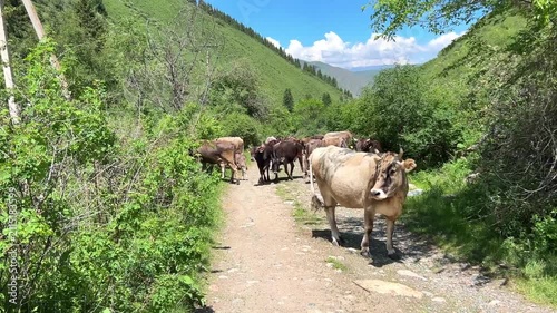 Large herd of cattle walking in a dense stream past the camera in the mountains of Kyrgyzstan. Rural livestock movement surrounded by natural landscapes and traditional pastoral scenery