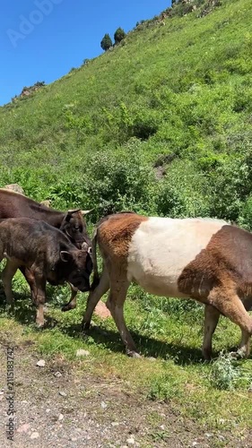 Large herd of cattle walking in a dense stream past the camera in the mountains of Kyrgyzstan. Rural livestock movement surrounded by natural landscapes and traditional pastoral scenery