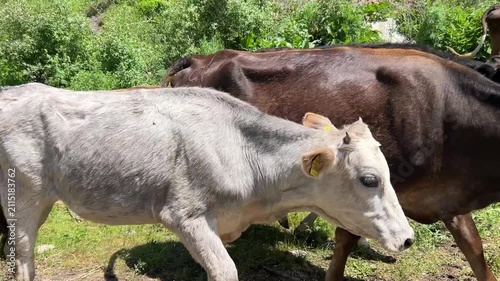 Large herd of cattle walking in a dense stream past the camera in the mountains of Kyrgyzstan. Rural livestock movement surrounded by natural landscapes and traditional pastoral scenery