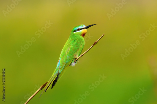 Blue-cheeked Bee-eater (Merops persicus) perched on a thin branch against green background