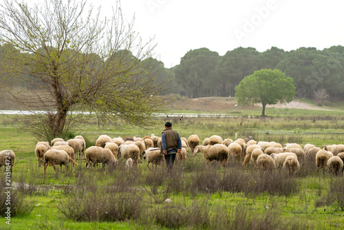 Shepherd walking behind a flock of sheep grazing in a green pasture field