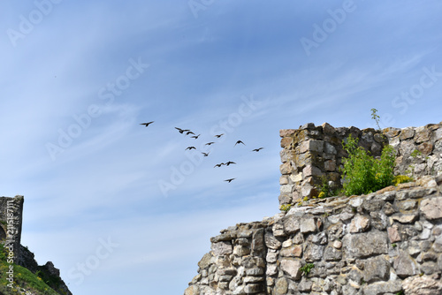 The birds are flying in the sky	